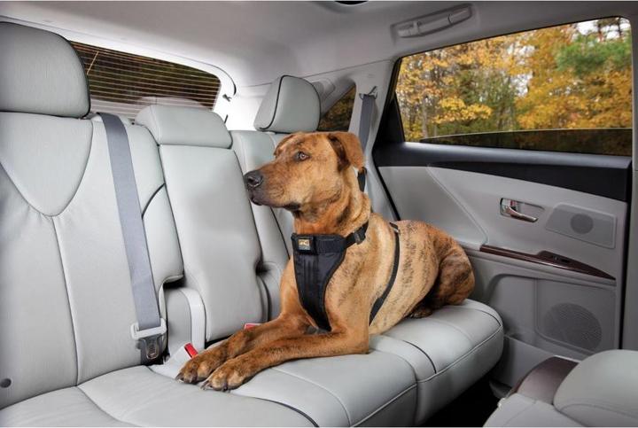 Actual product image Kurgo Tru-Fit-Smart safety harness with belt (S, Dog, General)