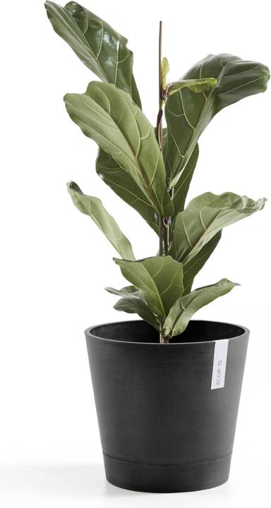 Actual product image Ecopots Venice (30 cm)