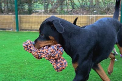 Actual product image Happy Pet Nuts For Knots Extreme Bot Grijs / Oranje (Dog chew toy)