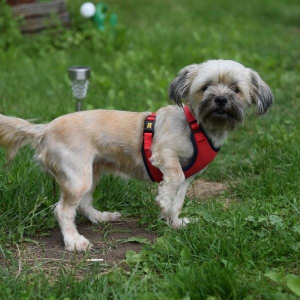 Produktbild Red Dingo DINGO Anti-pressure - Hundegeschirr - 30-38 cm (30, 31, 32, 33, 34, 35, 36, 37, 38, Hund, Allgemein)