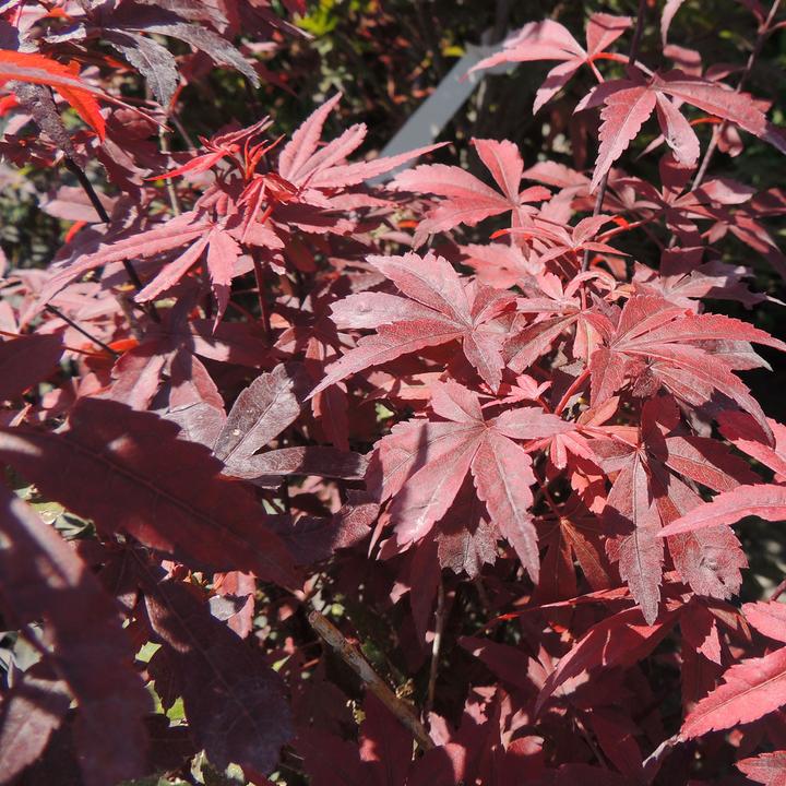 Produktbild Zulauf Japanischer Fächer-Ahorn / Acer palmatum 'Skeeter's Broom' (50 cm)
