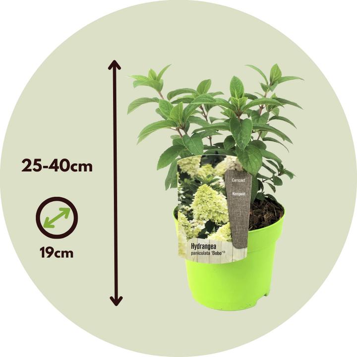 Image du produit Plant in a Box Hydrangea paniculata "Bobo" - Hortensia (25 cm)