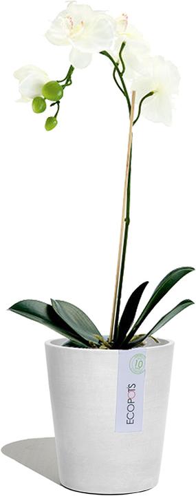 Image du produit Ecopots Morinda (14 cm)