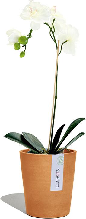 Actual product image Ecopots Morinda