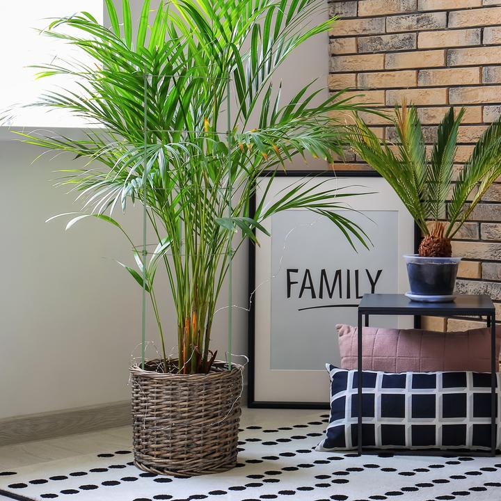 Image du produit Relaxdays 6x support pour plantes grimpantes (28 cm, 28 cm)