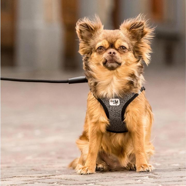 Immagine prodotto Curli Stoviglie Merino (S, Cane, Generale)