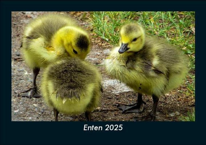 Image du produit Enten 2025 Fotokalender DIN A5 (A5)