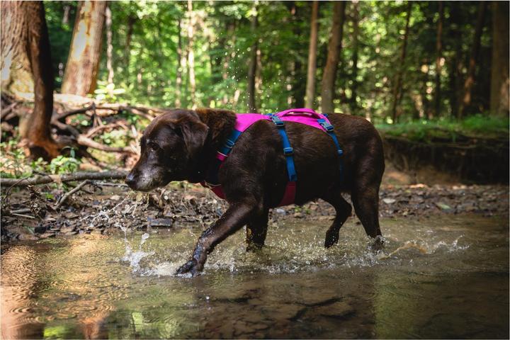 Actual product image Ruffwear Flagline dog harness (XS, Dog)