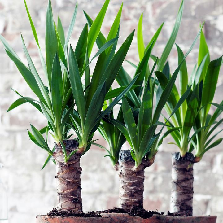 Image du produit Plant in a Box Yucca elephantipes - (50 cm)