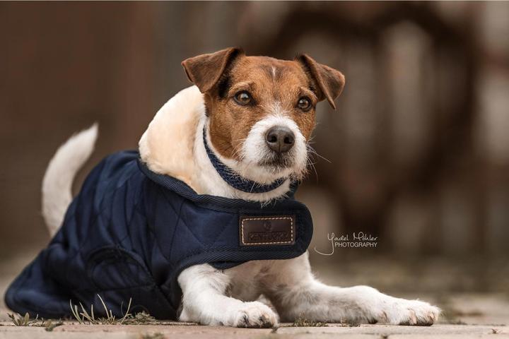 Produktbild Kentucky Dogwear Hundemantel 160g (S, M, Hundemantel)