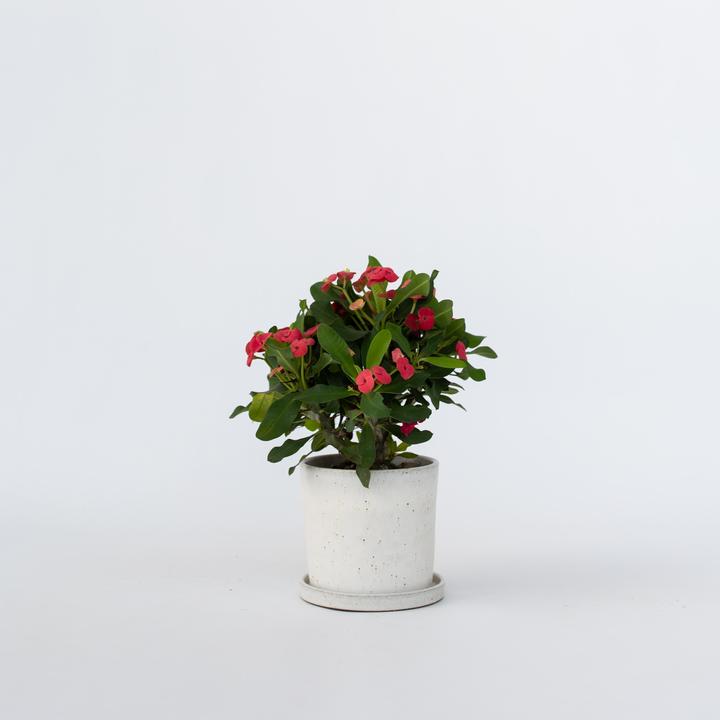 Actual product image Plant in a Box Euphorbia Milii - Honey locust (25 cm)