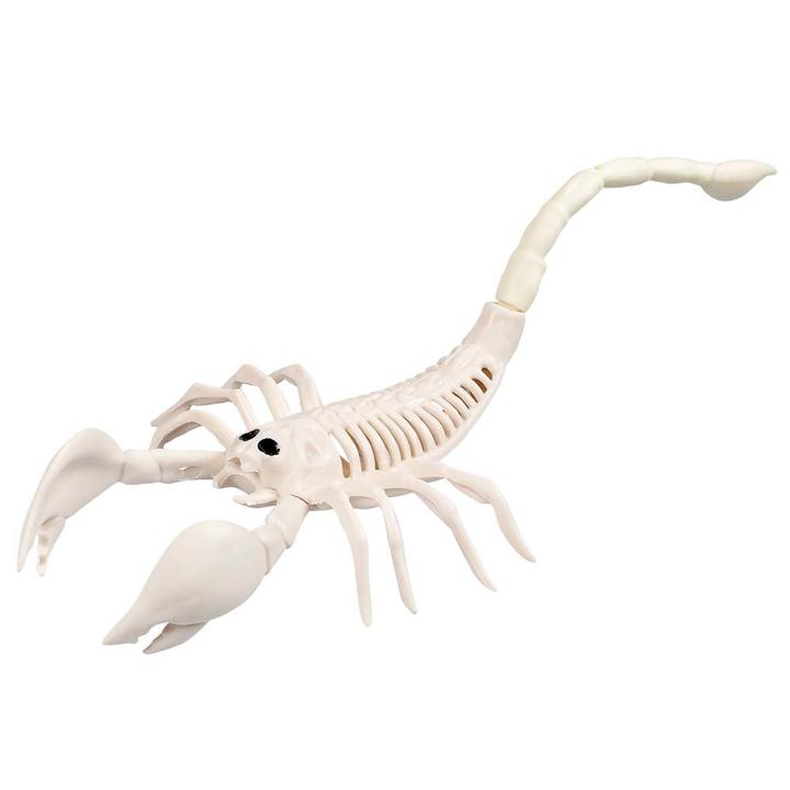 Actual product image Boland Scorpion skeleton