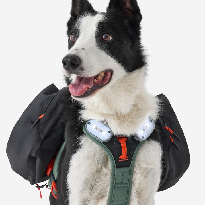 Immagine prodotto Caperlan Hundegeschirr Wandern (S, Cane)