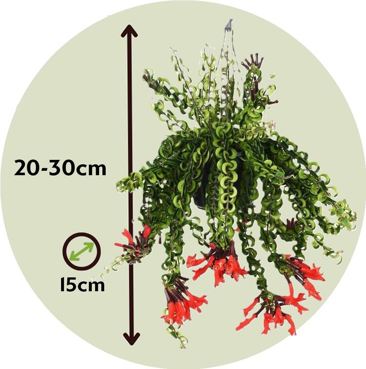 Produktbild Plant in a Box Aeschynantus Twister - 2er Set Twister Pflanze (20 cm)