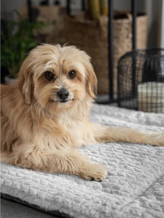 Produktbild Trend Pet Hunde-Decke Heaven, Grau, Gr.L (Hund)