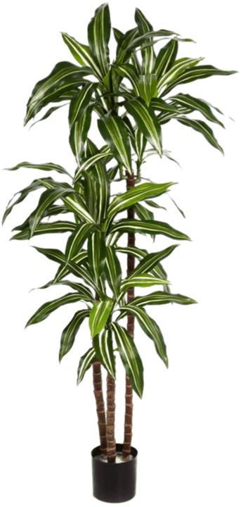 Produktbild Baq Design Dracaena Fragrans (150 cm)