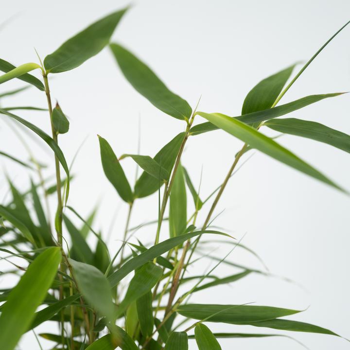 Produktbild Plant in a Box Fargesia scabrida Asian Wonder - 3er Set Asiatische Wunderbambus (25 cm)