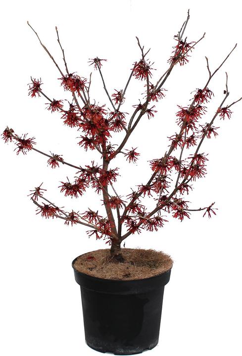 Produktbild Zulauf Zaubernuss / Hamamelis in. 'Diane' (80 cm, Tierfreundlich)
