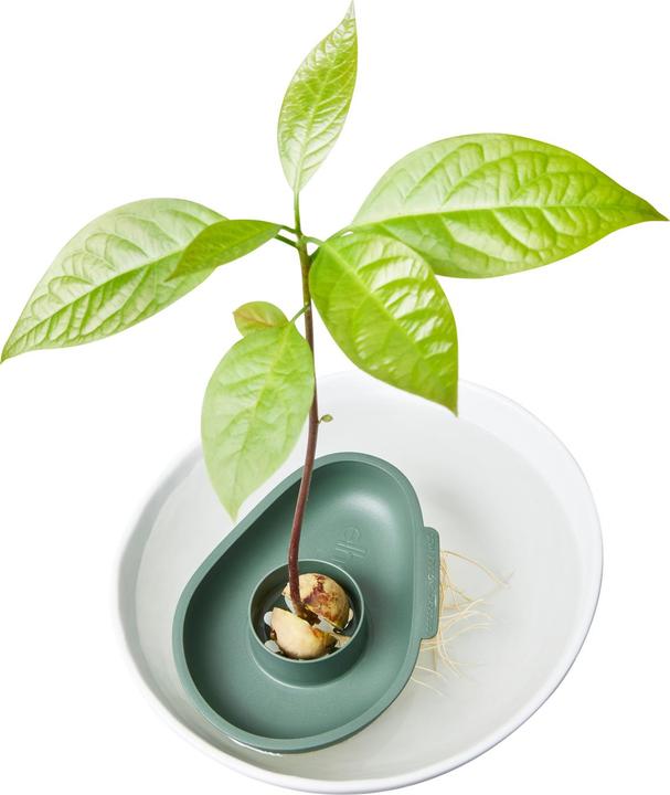Image du produit Elho Amazing Avocado Floater