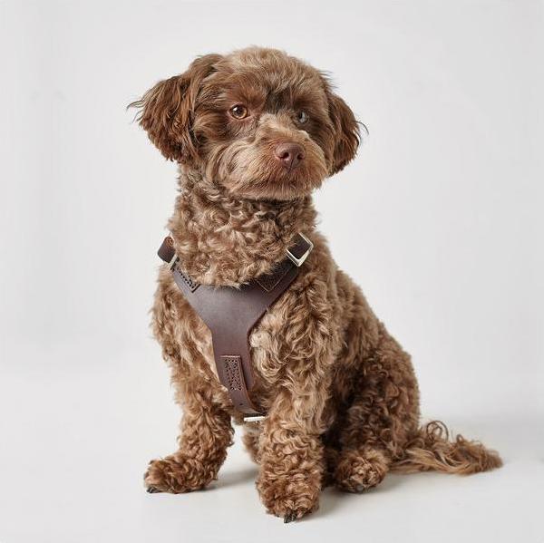 Actual product image Hunter Tableware Aalborg (M, L, Dog, General)
