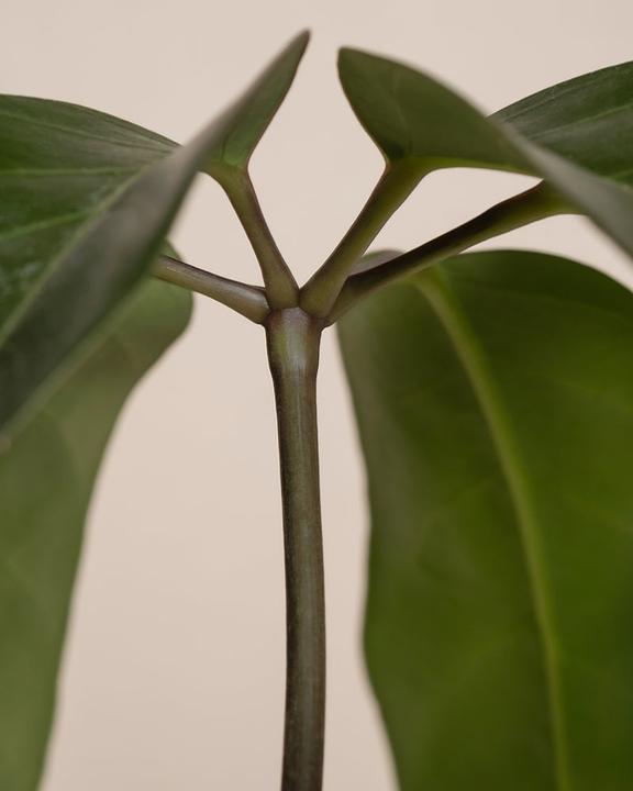 Immagine prodotto feey Schefflera amate (105 cm, Appena rinvasata)
