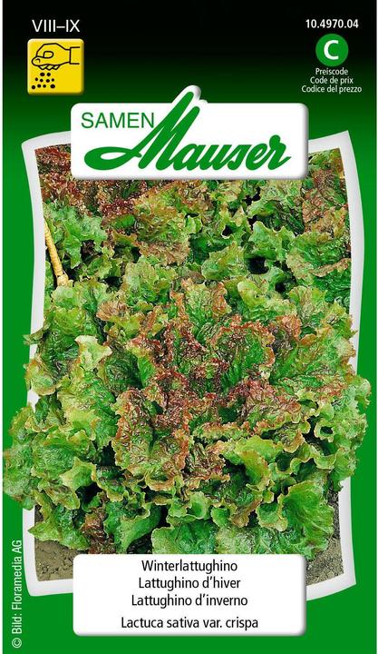 Produktbild Samen Mauser Winter-Lattughino (Gemüsesamen)