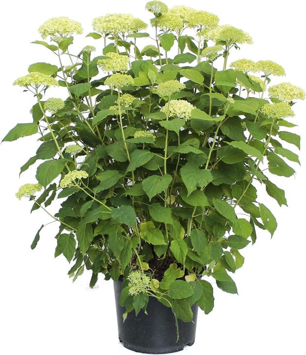 Immagine prodotto Zulauf Schneeball-Hortensie / Hydrangea arbor. 'Annabelle' (50 cm)