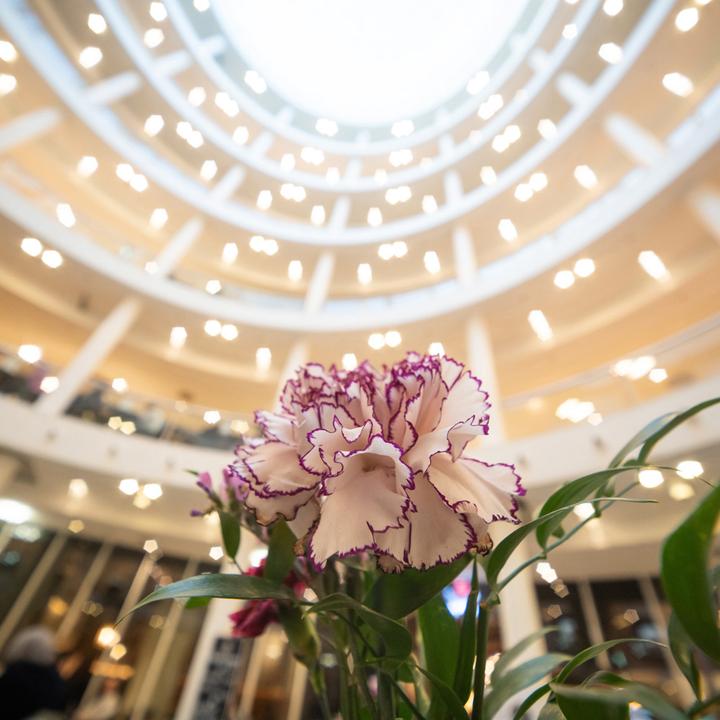 Produktbild Laowa 12-24mm 1:5.6 Nikon Z (Manual Focus) (Neuheit) (Nikon Z, Vollformat)