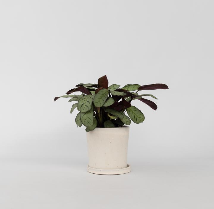 Produktbild Plant in a Box Ctenanthe Burle-Marxii 'Amagris' - Korbmarante (25 cm)