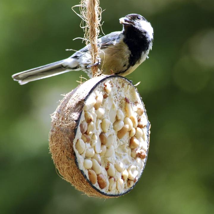Immagine prodotto Dobar Noce di cocco (10 x, 2.80 kg)
