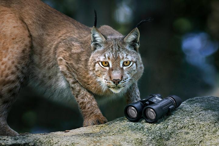 Actual product image Steiner Binoculars Wildlife 8x24 (8 x, 24 mm)