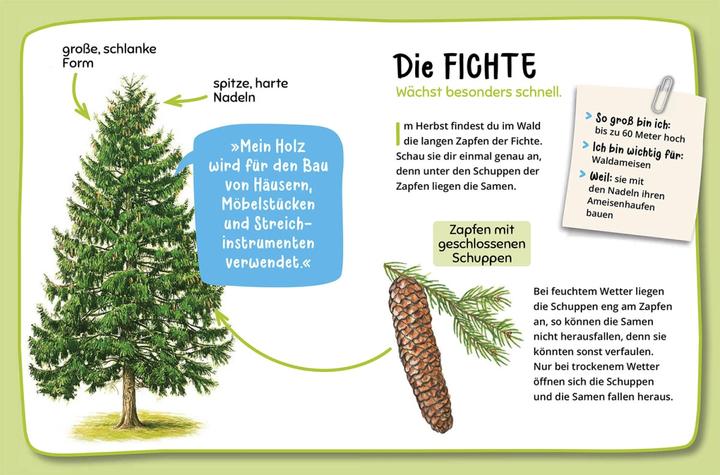 Actual product image Kosmos Mein erster Naturführer, Was lebt im Wald? (German, Julia Hiller, 2023)