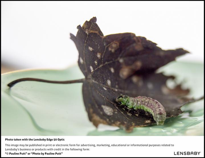 Produktbild Lensbaby Composer Pro II incl. Edge 50 Optic Nikon Z (Nikon Z, Vollformat)