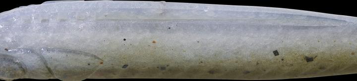 Caperlan 332762 (8.20 cm)