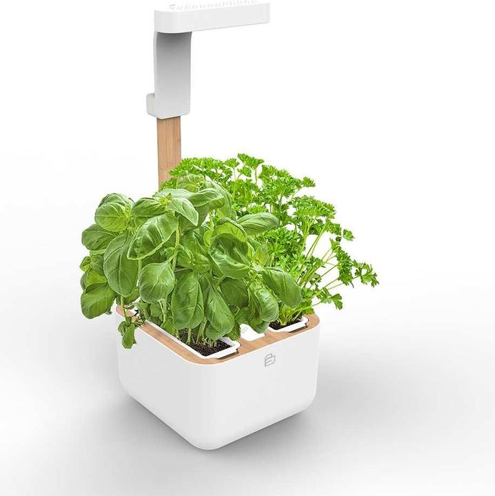 Produktbild Véritable Botaneo Eylo (18.40 cm)