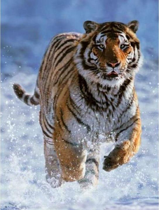 Produktbild Ravensburger Puzzle 500 Teile Tiger Im Schnee (500 Teile)