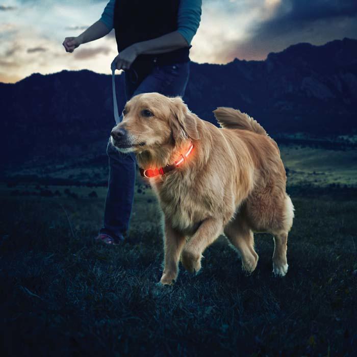 Image du produit Nite Ize LED Nitedawg (L, Chien, Jogging, Promenade)