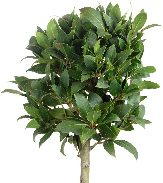 Produktbild Flowerbox Echter Lorbeer - Laurus nobilis