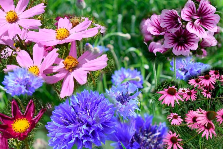 Actual product image Living Seeds Flower mix (Flower seeds)