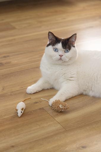 Image du produit Beeztees Katzenspielzeug Eco Maus Seerp (Jouets avec herbe à chat)