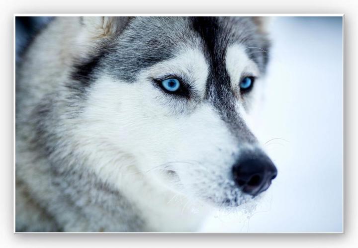 Actual product image Trenddeko Ice blue eyes (60 x 40 cm)