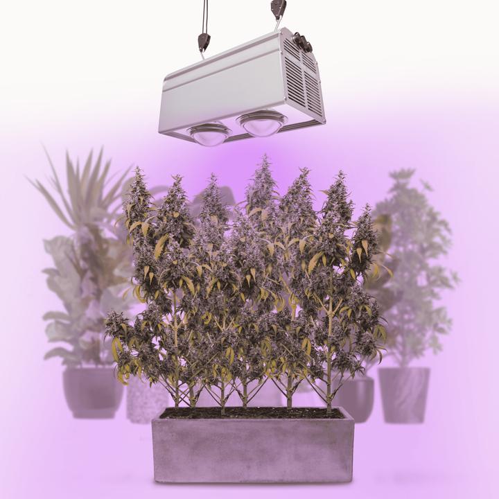 Parus by Venso Venso EcoSolutions CANNA BULB 240, LED Pflanzenlampe, 240 Watt Grow Lampe Cannabis mit Vollspektrum (LED, 245 V)