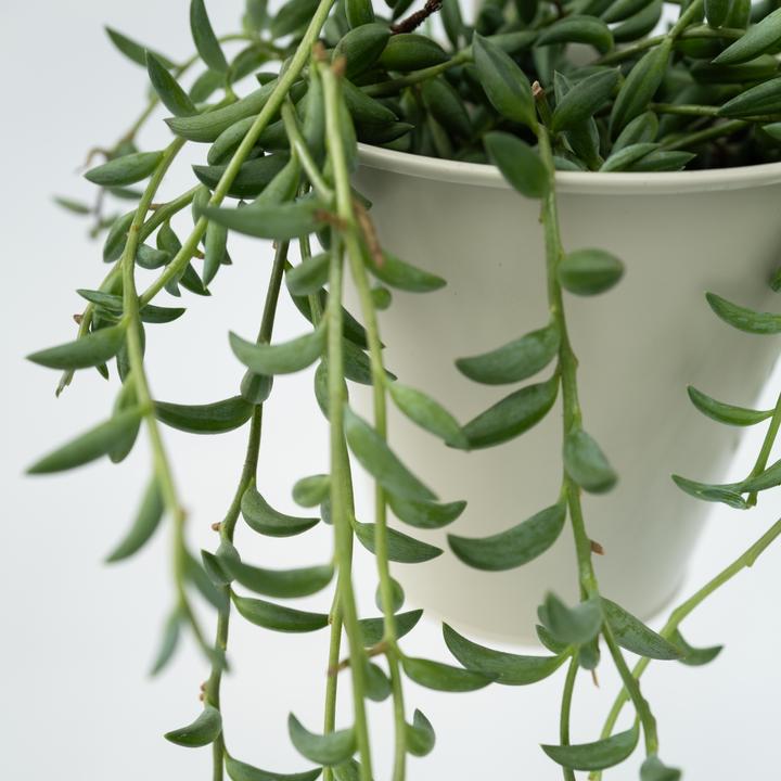 Image du produit Plant in a Box Senecio radicans - Senecio du bananier (10 cm)