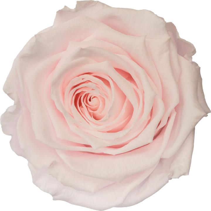 Produktbild Migros Ostschweiz Premium Stielrose (Stabilisierte Rose) (Infinity Blumen)