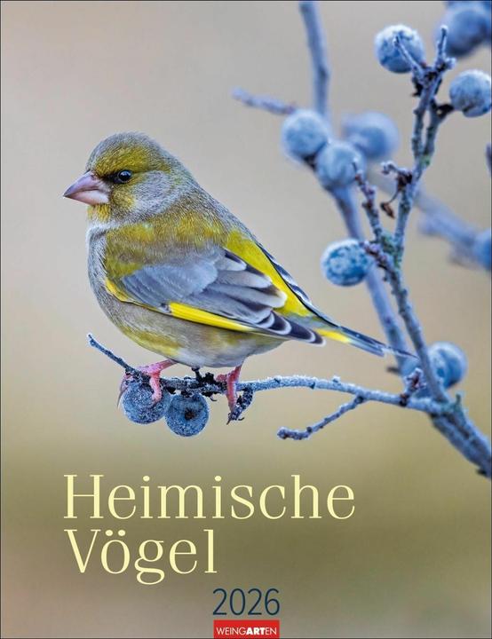 Image du produit Heimische Vögel Kalender 2026 (30 x 39 cm, Allemand)