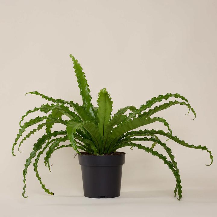 Immagine prodotto Mary and Plants Felce a nido d'uccello con vaso HAY grigio chiaro (55 cm)