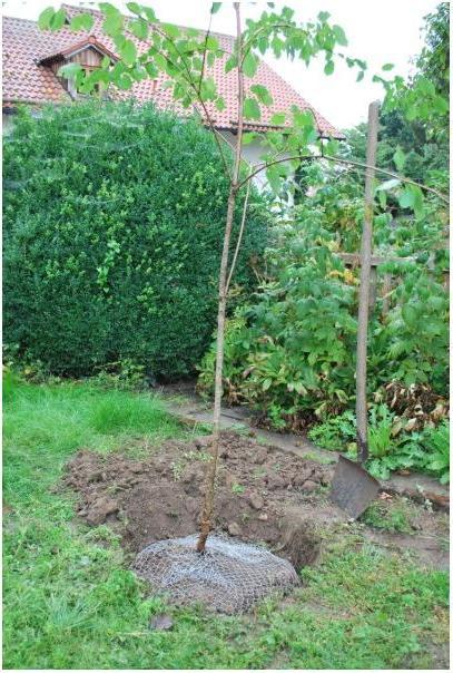 Actual product image Kerbl Vole basket ungalvanised, large, 60 cm