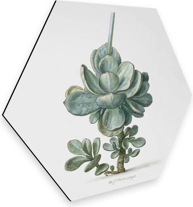 Image du produit Trenddeko Succulent (25 x 22 cm)