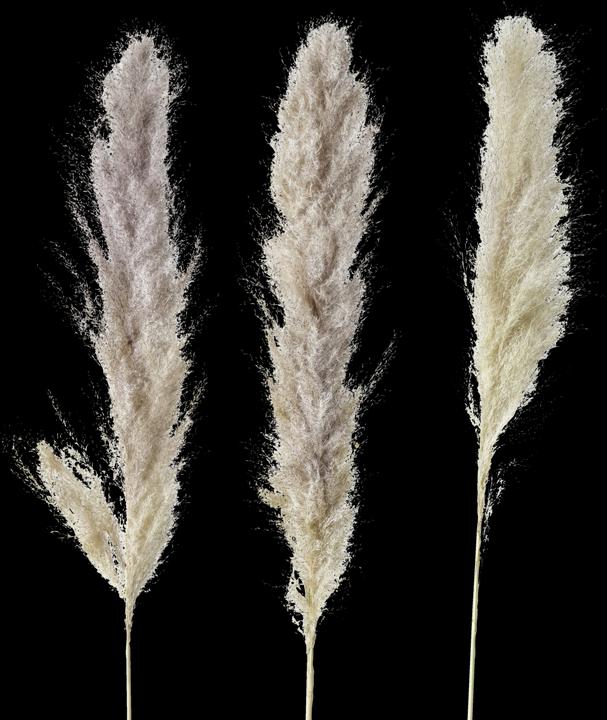 Actual product image Boltze Home Pampas grass (100 cm)