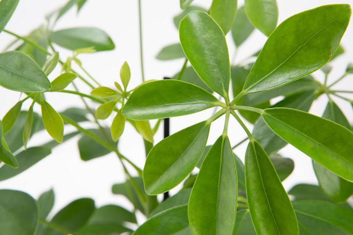 Actual product image VEG and the City Viru (ray aralia Schefflera) (50 cm)